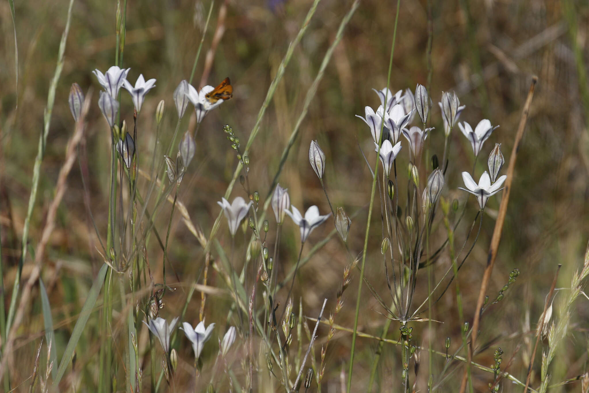 Image of long-ray brodiaea