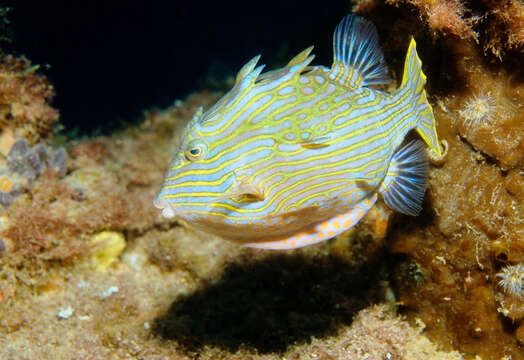 Image of Shaw&#39;s cowfish