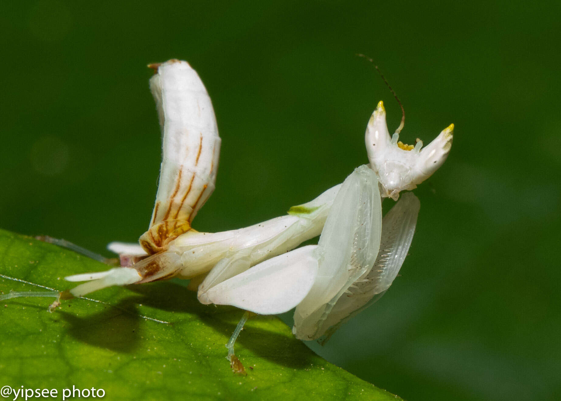 Plancia ëd Hymenopus coronatus Olivier 1792