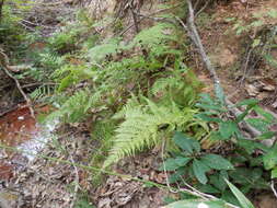 Слика од Athyrium filix-femina (L.) Roth