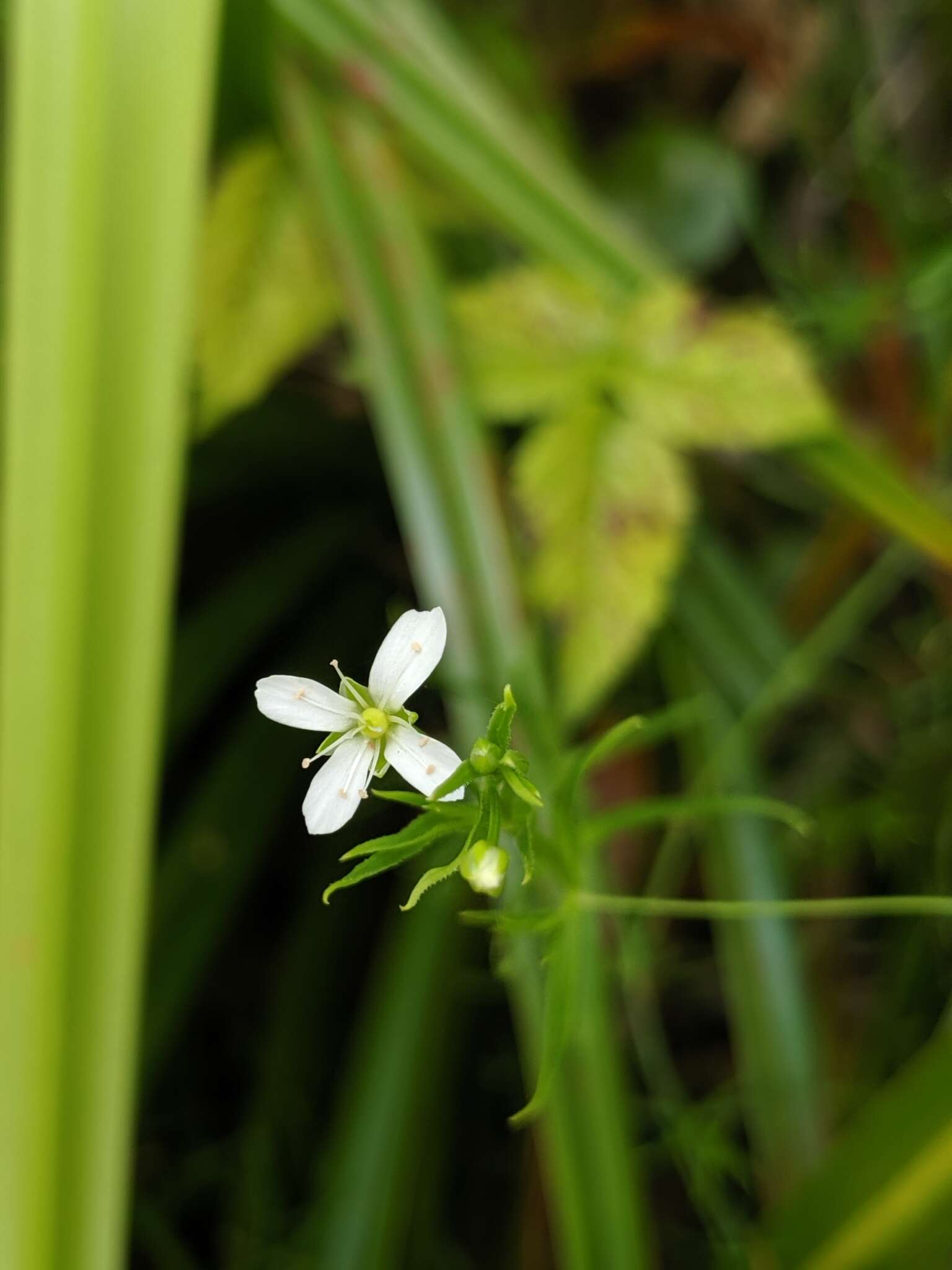 Plancia ëd Arenaria paludicola Robinson