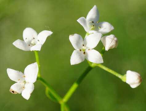 Plancia ëd Galium elongatum C. Presl