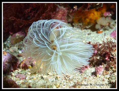 Image of European fan worm