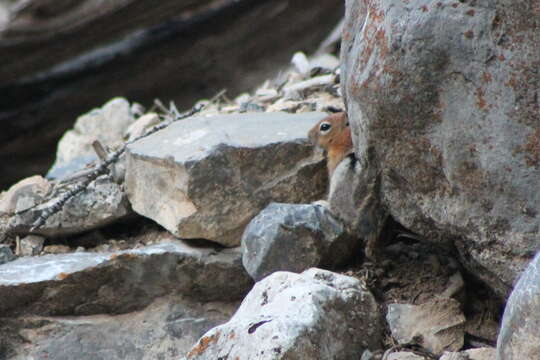 Callospermophilus lateralis certus (Goldman 1921) resmi