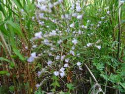 Image of Limonium calabrum Brullo