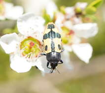 Image of Castiarina interstitialis (Carter 1931)