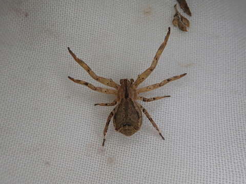 Image of Sidymella angulata (Urquhart 1885)