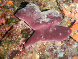 Image of stony sponge