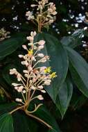 Imagem de Miconia mirabilis (Aubl.) L. O. Williams