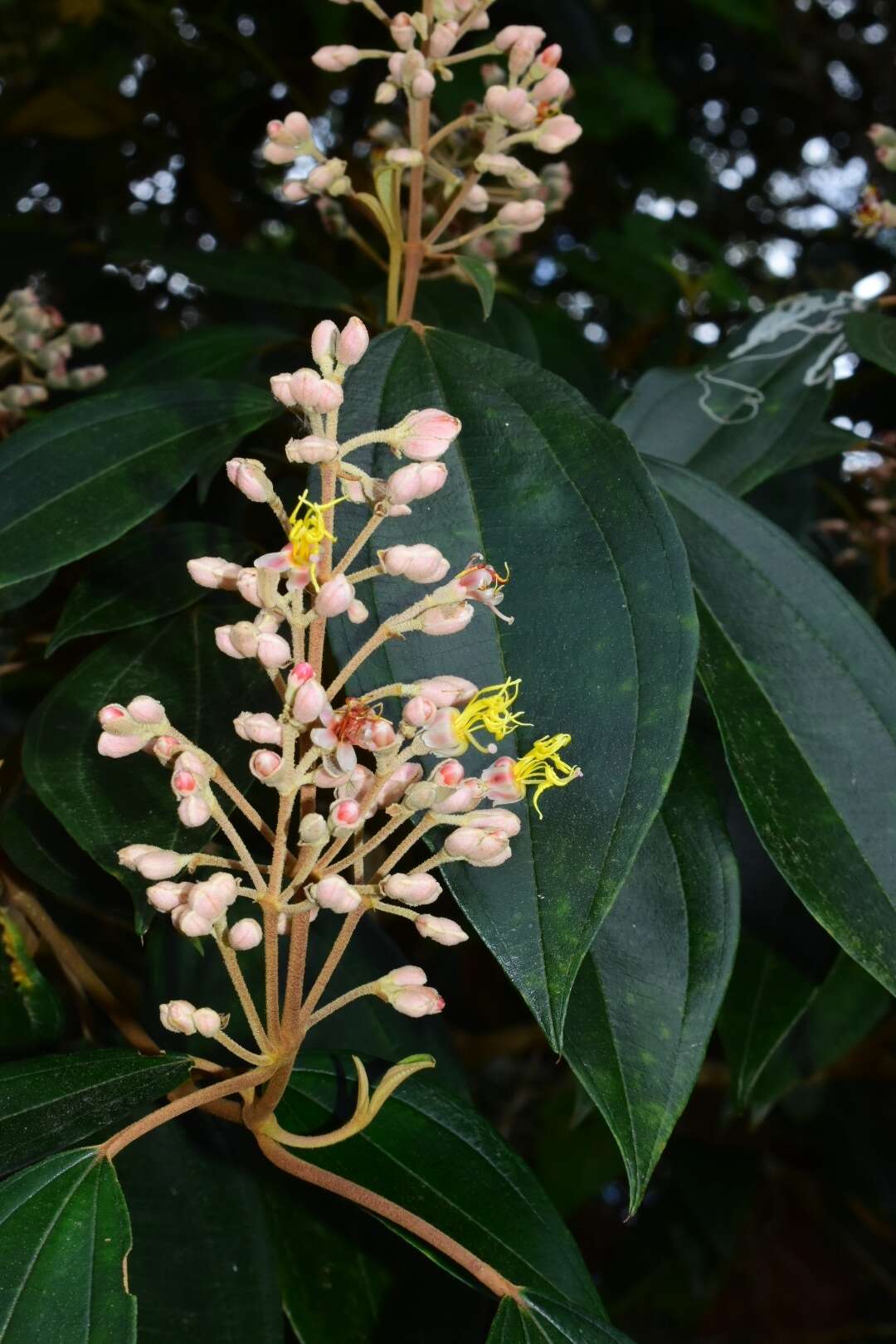 Imagem de Miconia mirabilis (Aubl.) L. O. Williams