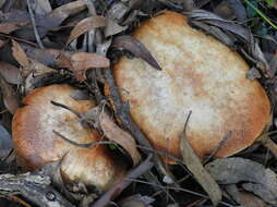 Image of Cortinarius areolatoimbricatus Cleland 1933