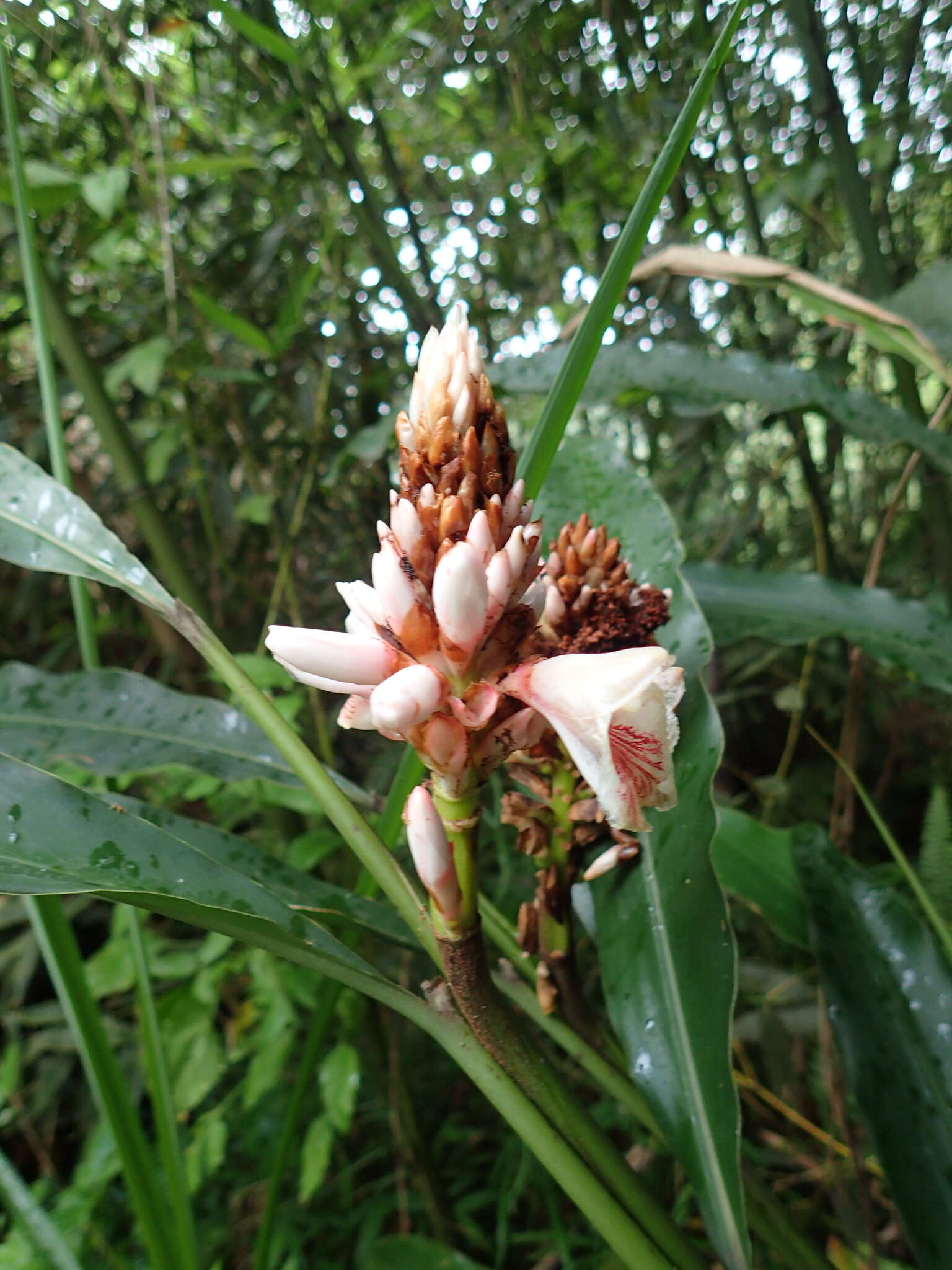 Imagem de Alpinia shimadae Hayata