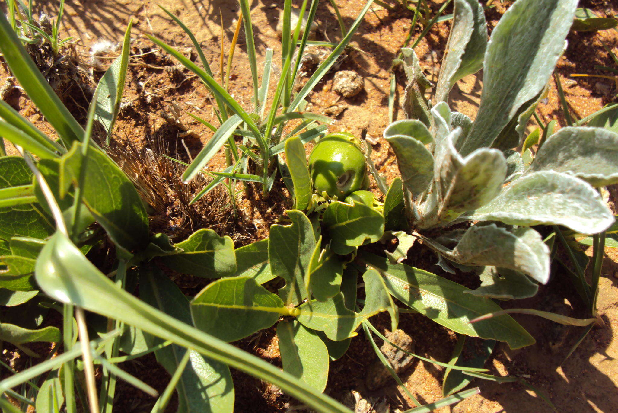 Image of Dwarf medlar