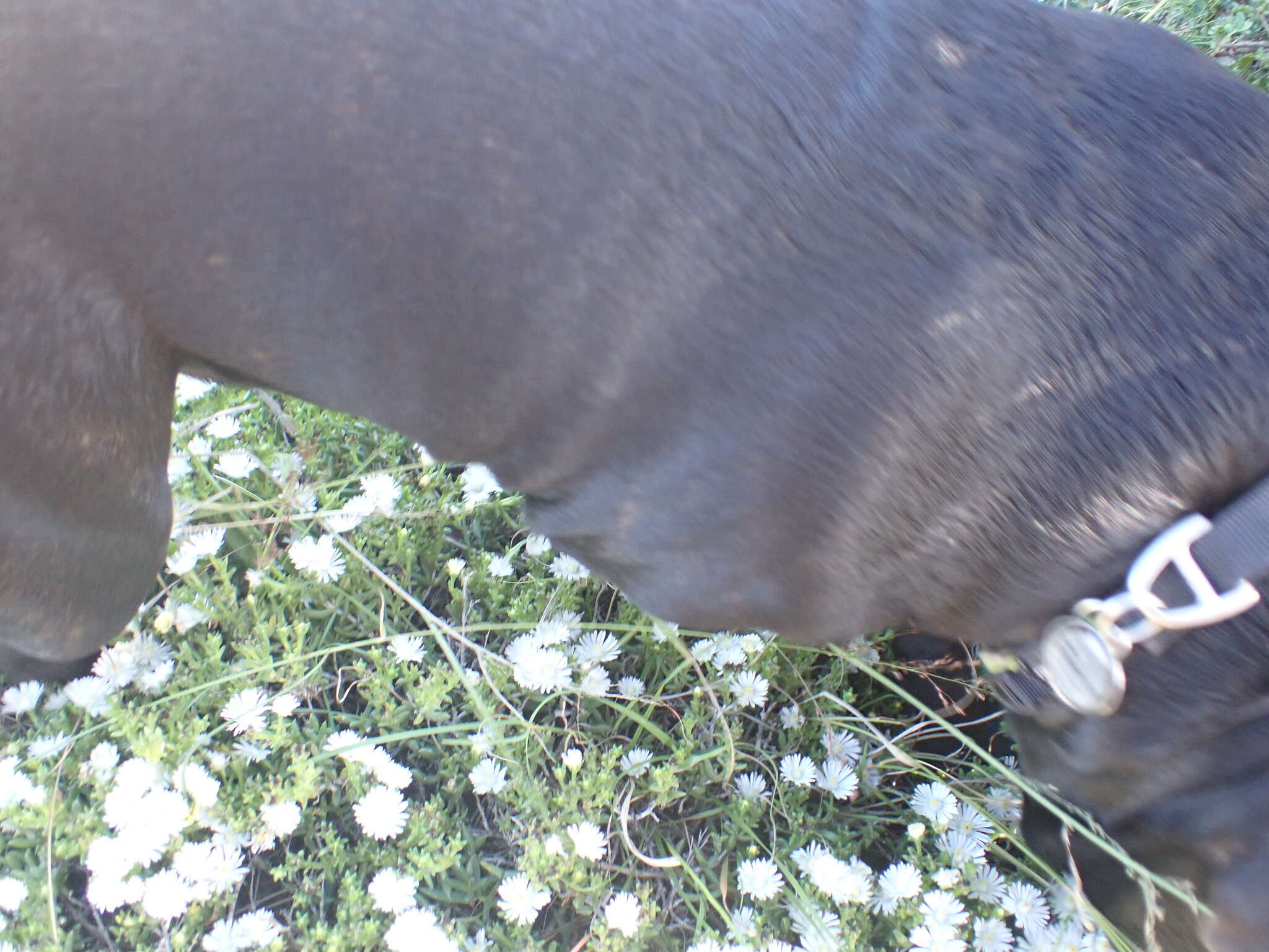 Imagem de Delosperma uncinatum L. Bol.