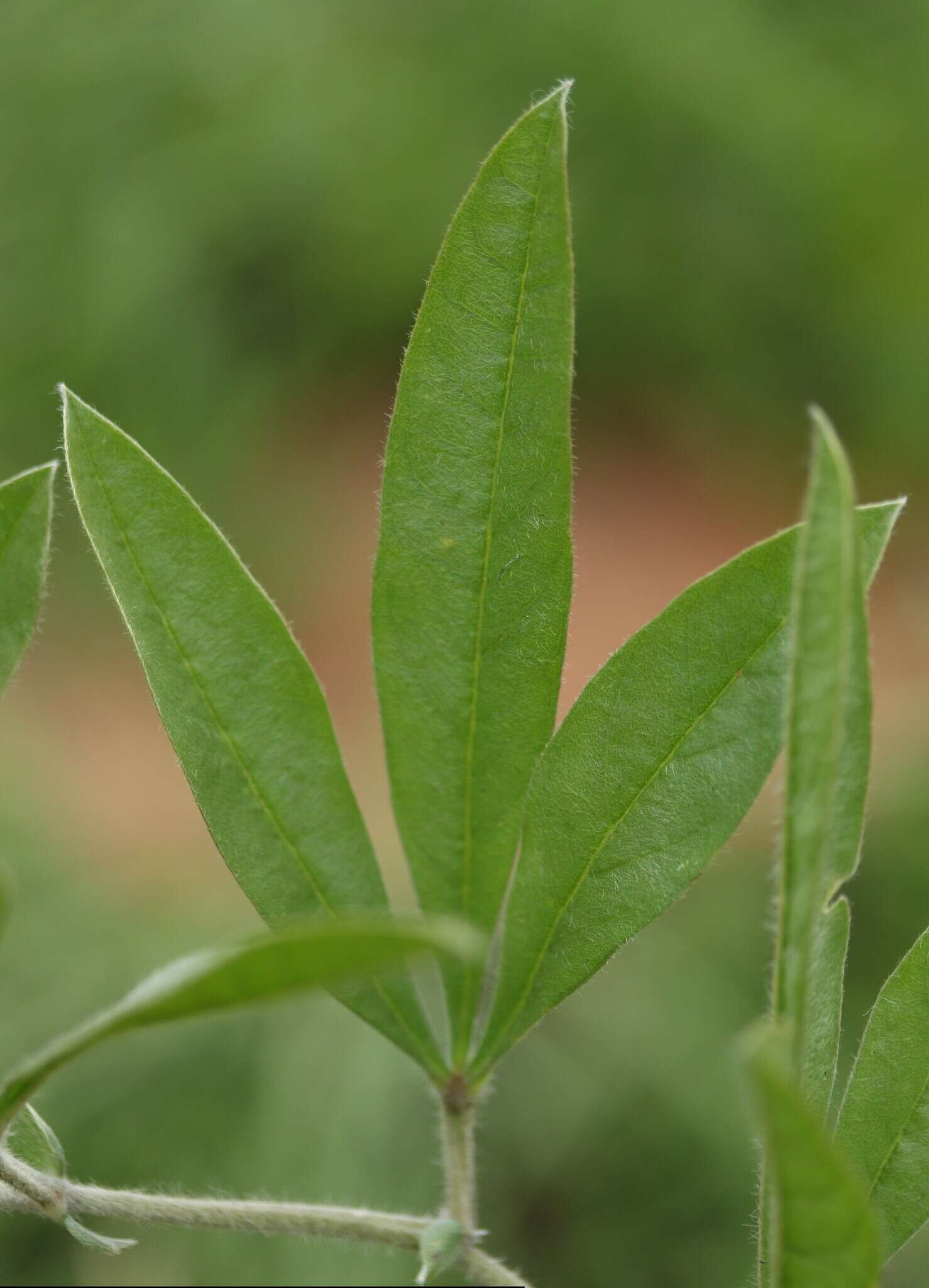 Image of Pearsonia grandifolia subsp. grandifolia