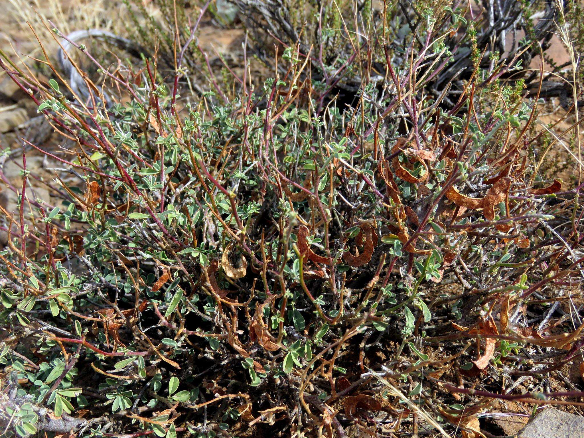 Plancia ëd Indigofera sessiliflora DC.