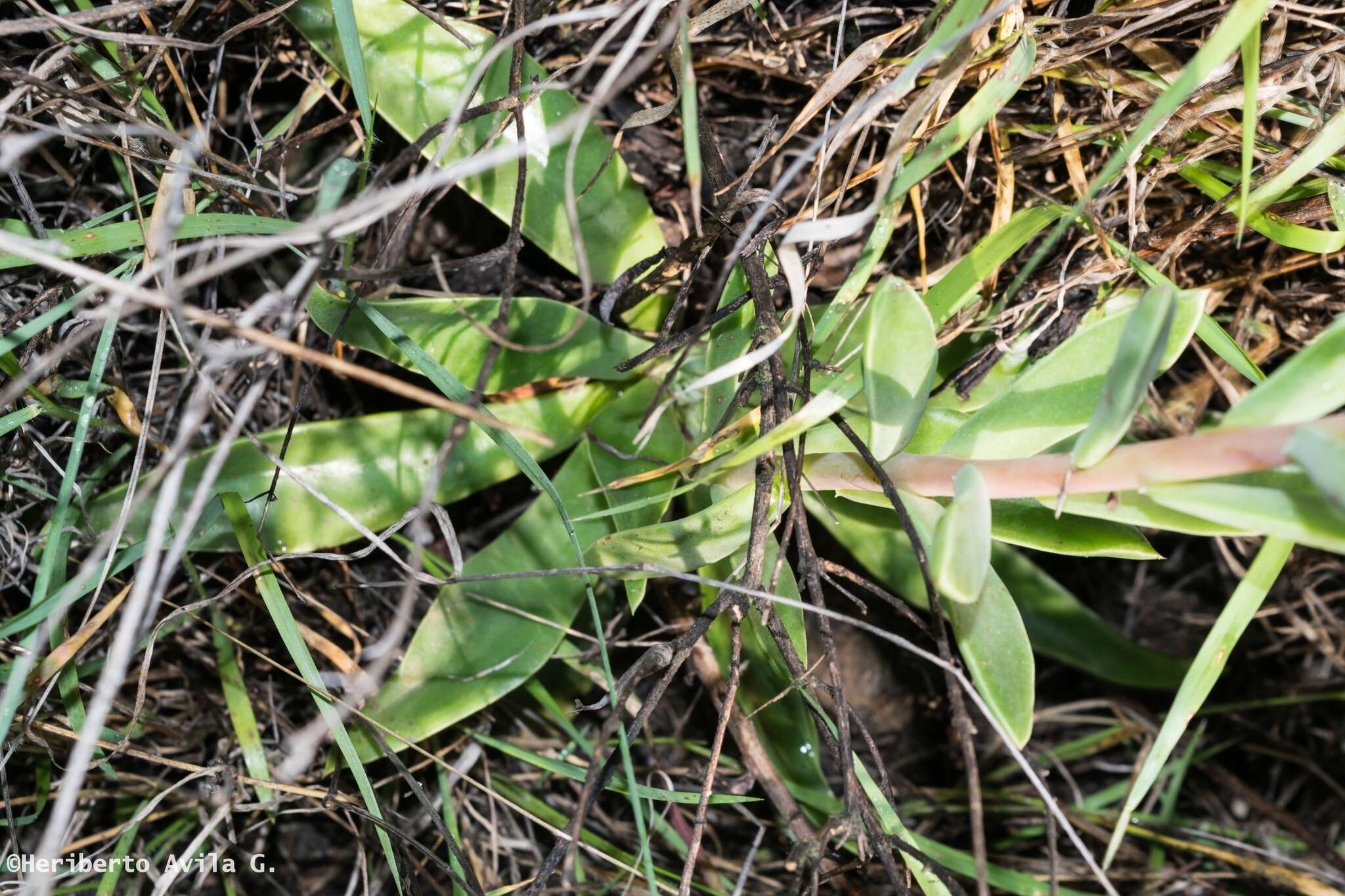 Image of Echeveria mucronata Schltdl.