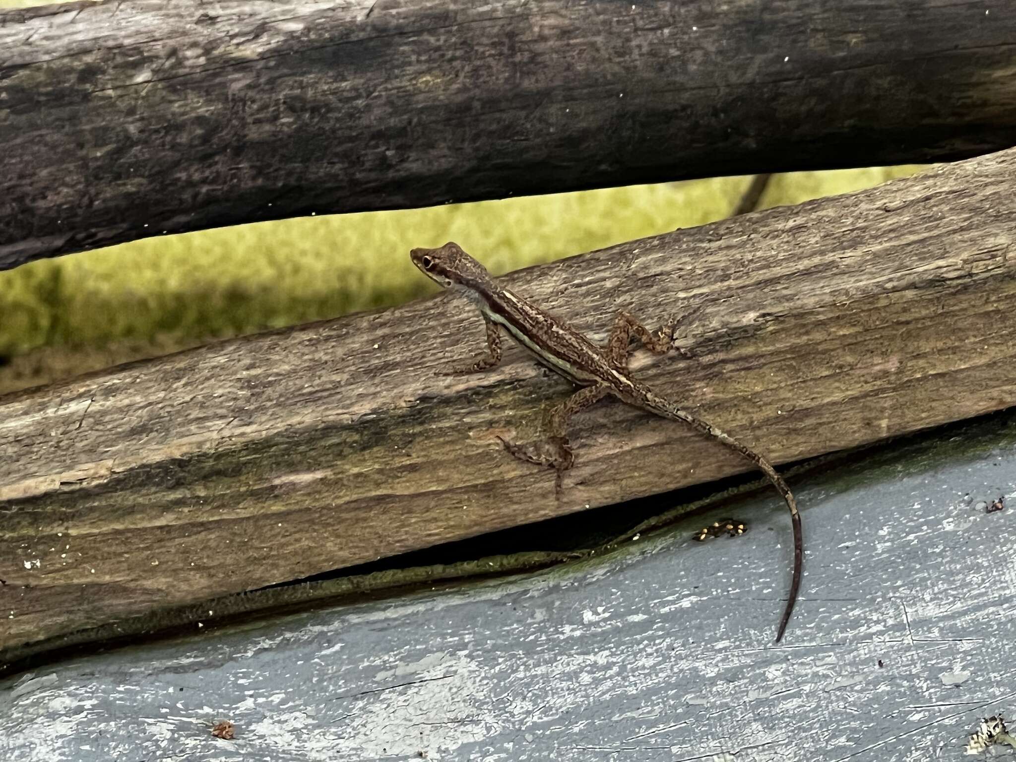 Image of Bluefields Anole