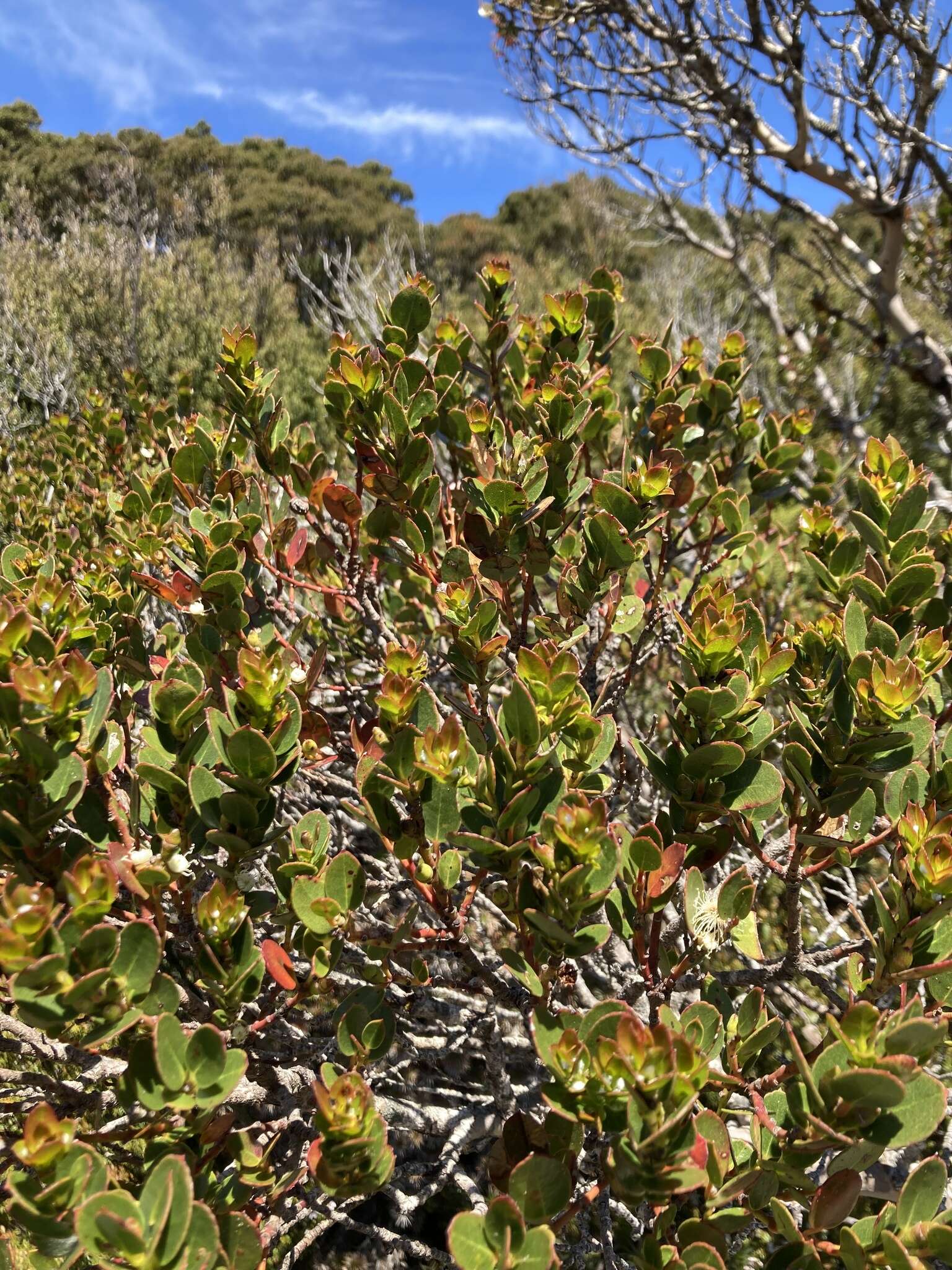 Image of Eucalyptus vernicosa Hook. fil.