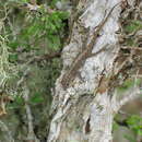Image of Guichard's Rock Gecko