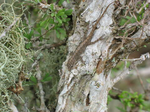 Image of Guichard's Rock Gecko