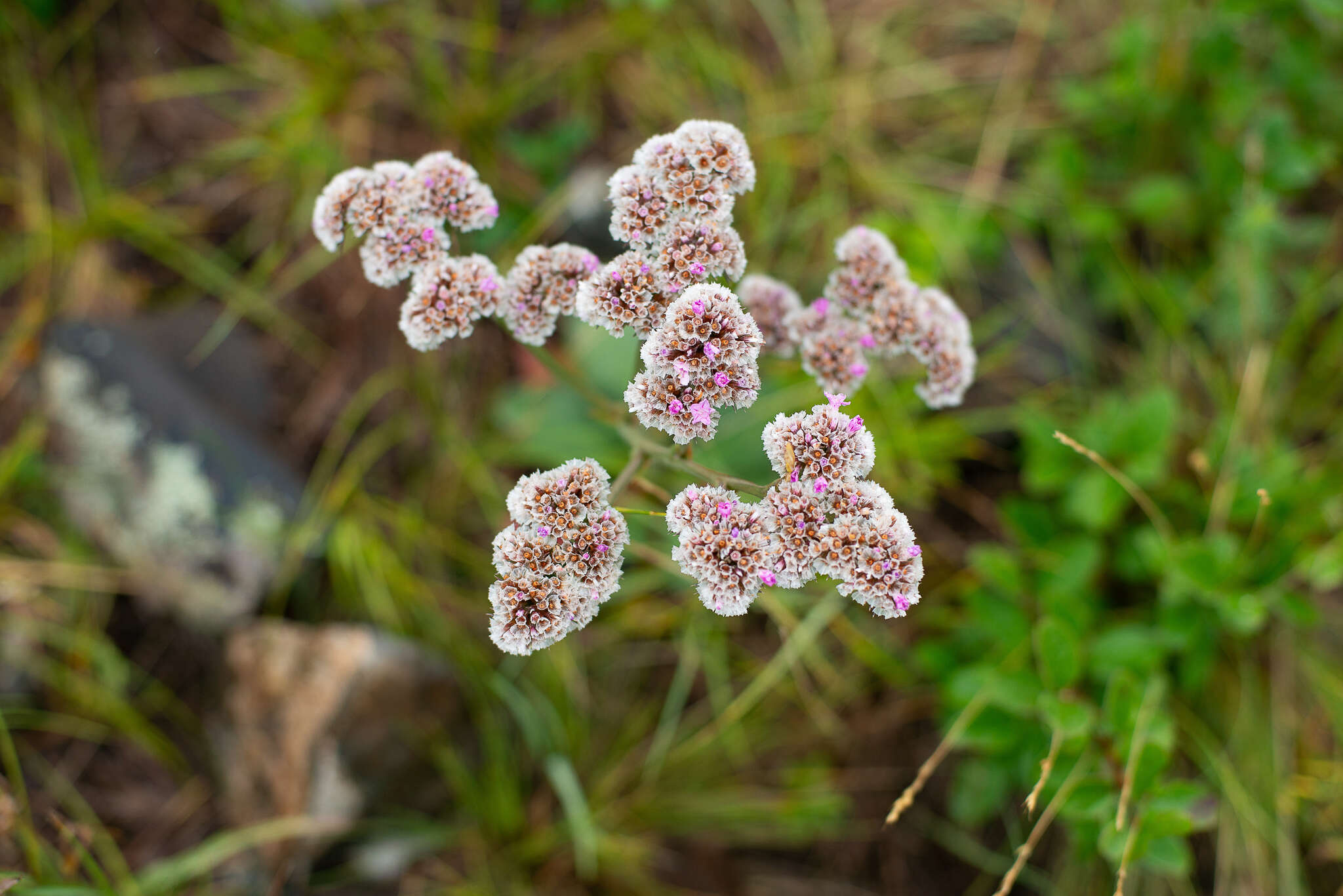 Image of Goniolimon speciosum (L.) Boiss.