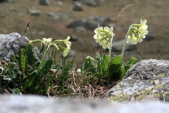 Image of Primula ruprechtii Kusnez. ex Lipsky