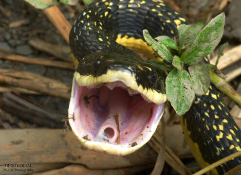 Image of Shropshire's Puffing Snake