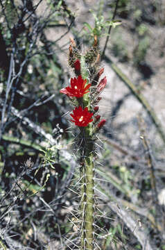 Corryocactus serpens F. Ritter resmi