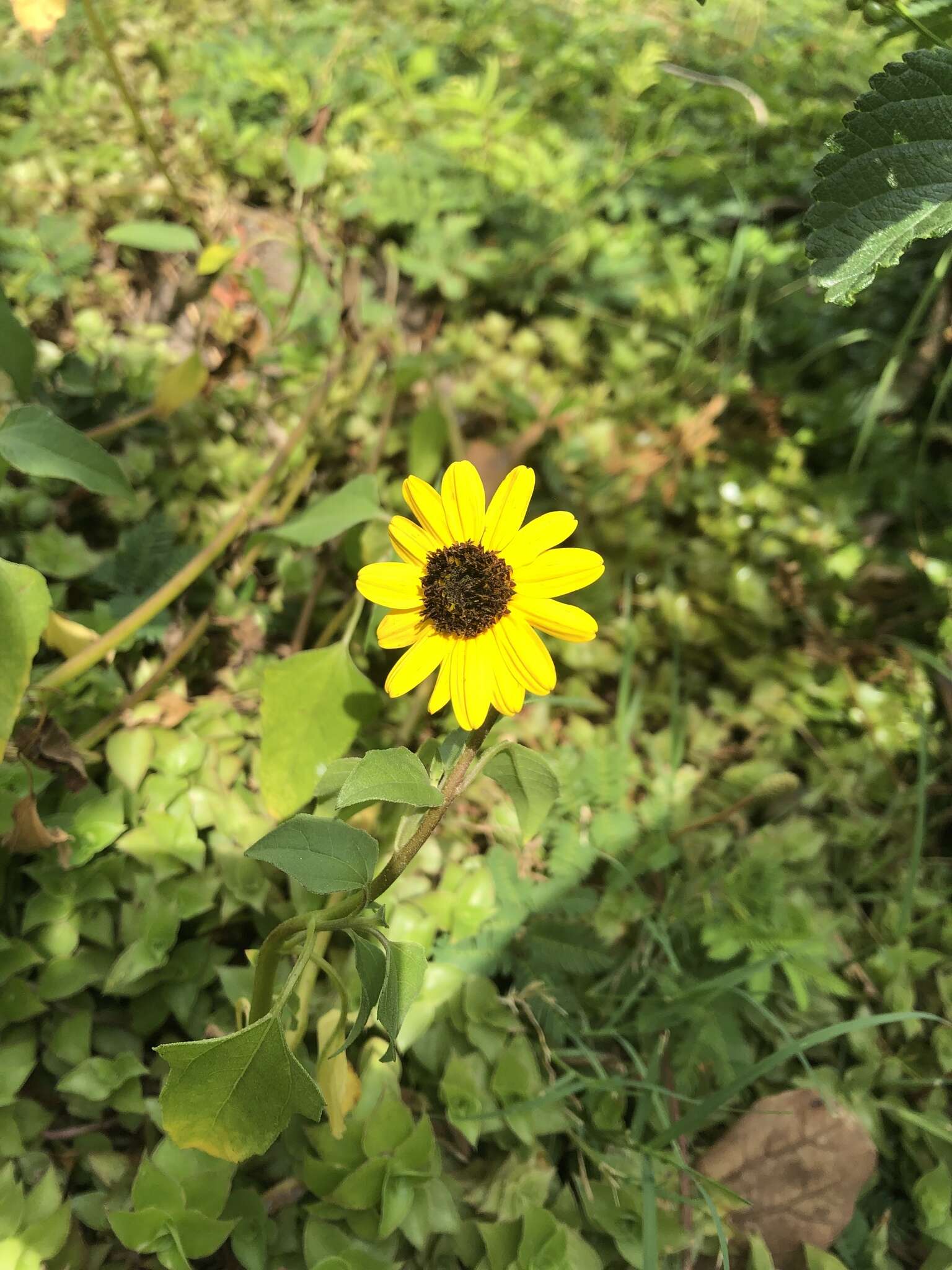 Image of cucumberleaf sunflower