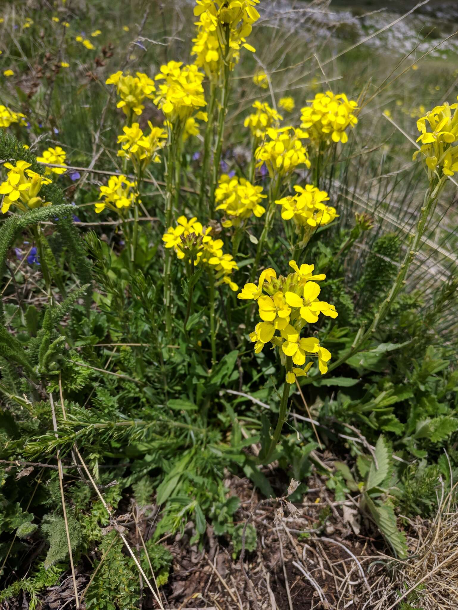 Слика од Erysimum cuspidatum (M. Bieb.) DC.