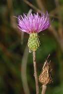 Imagem de Cirsium monspessulanum (L.) Hill