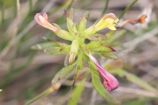 Pedicularis labradorica var. labradorica resmi