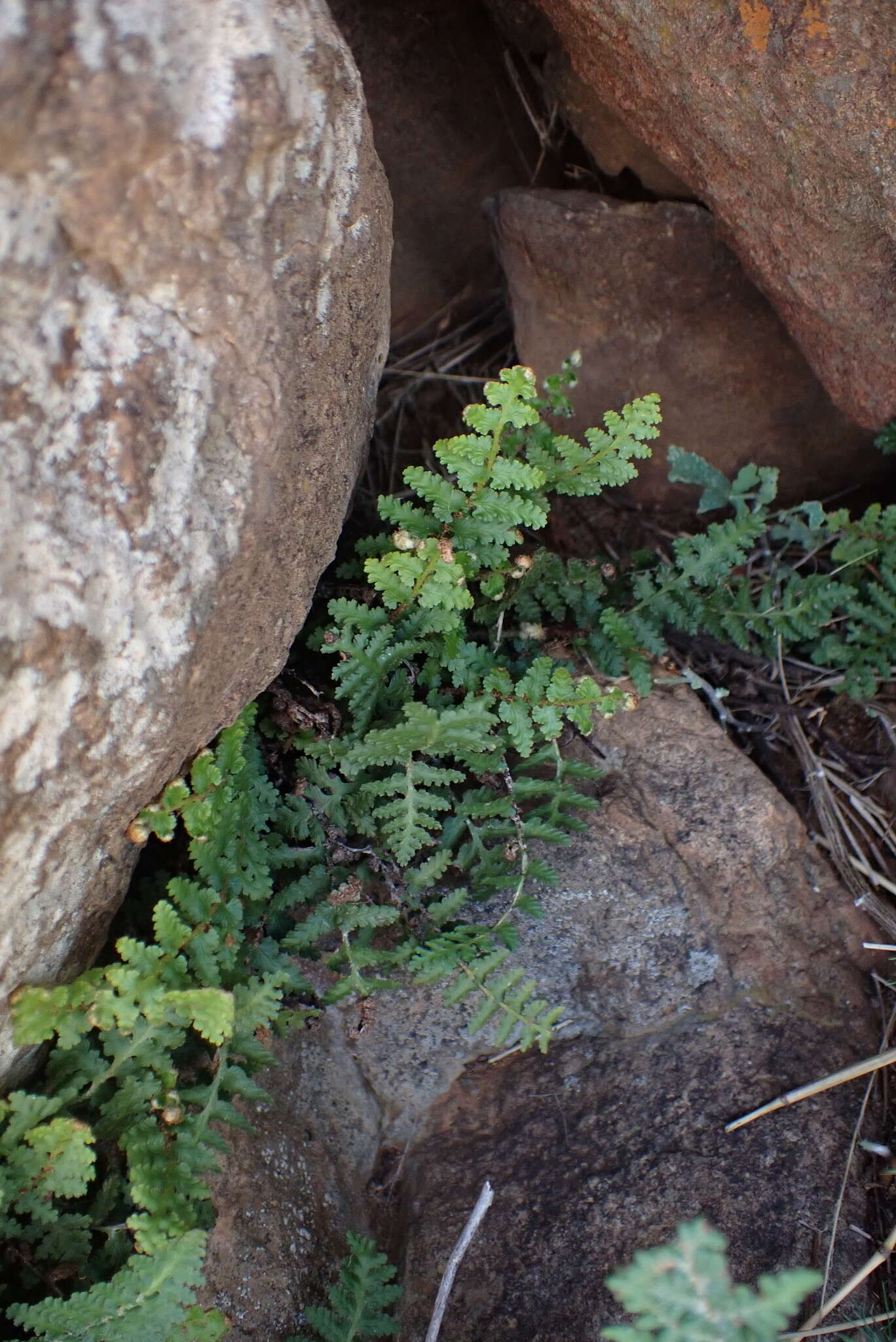 Image of Asplenium cordatum (Thunb.) Sw.