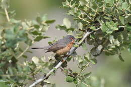 Plancia ëd Curruca iberiae (Svensson 2013)