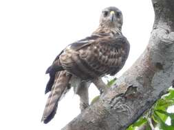 Image of Cassin's Hawk-Eagle