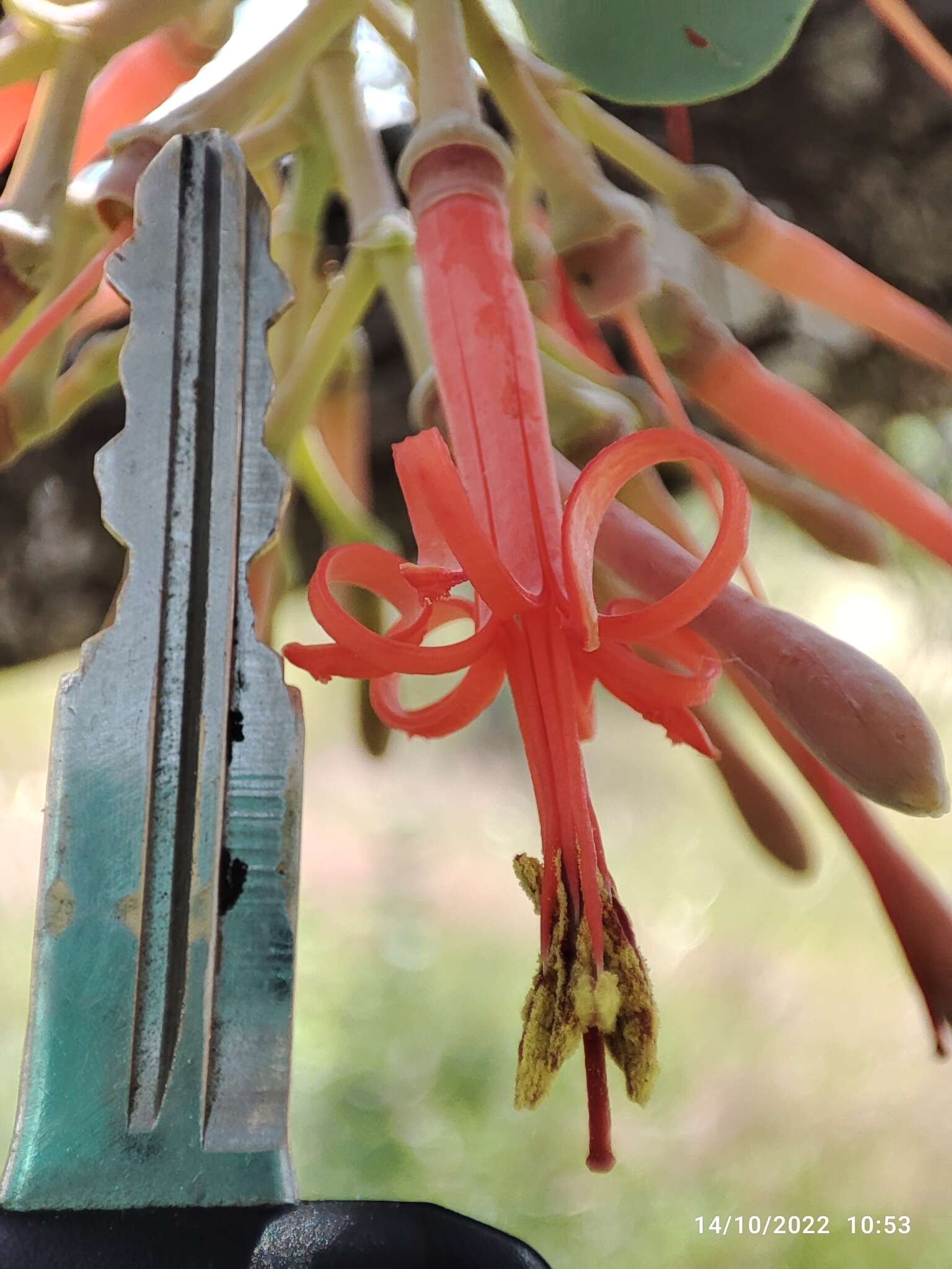 Image of Psittacanthus auriculatus (Oliv.) Eichl.