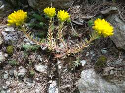 Image of Petrosedum montanum (Song. & Perr.) V. Grulich