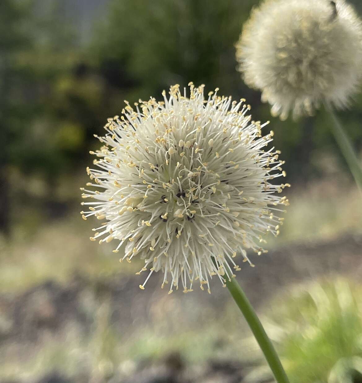 Image of Allium leucocephalum Turcz. ex Ledeb.