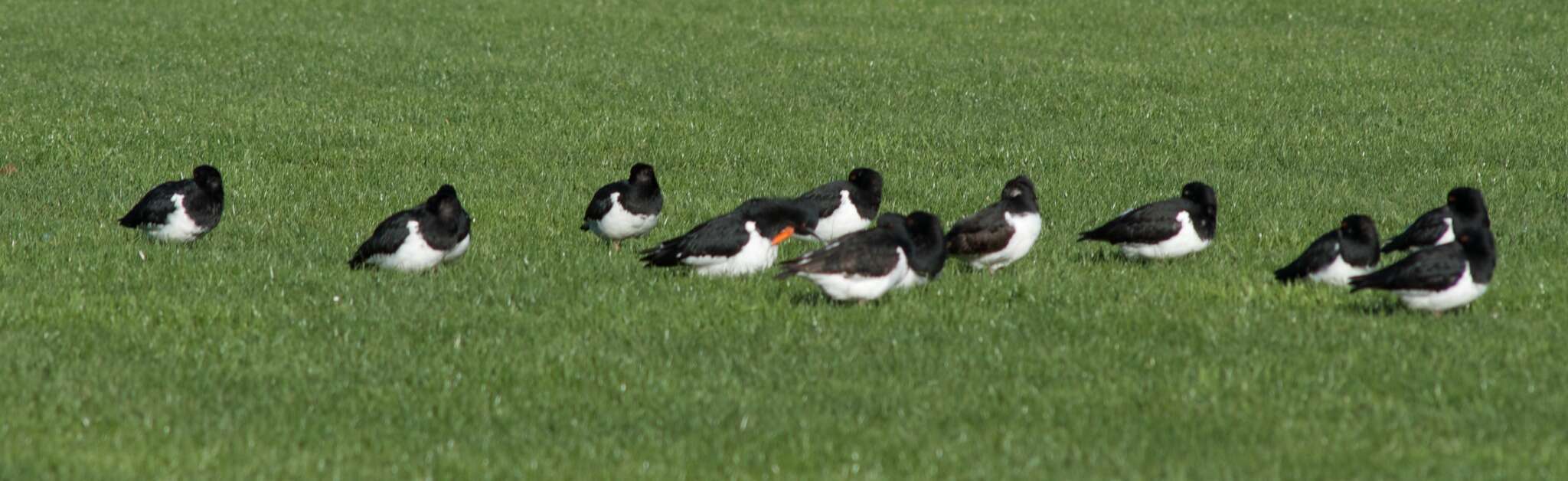 Image of South Island Oystercatcher