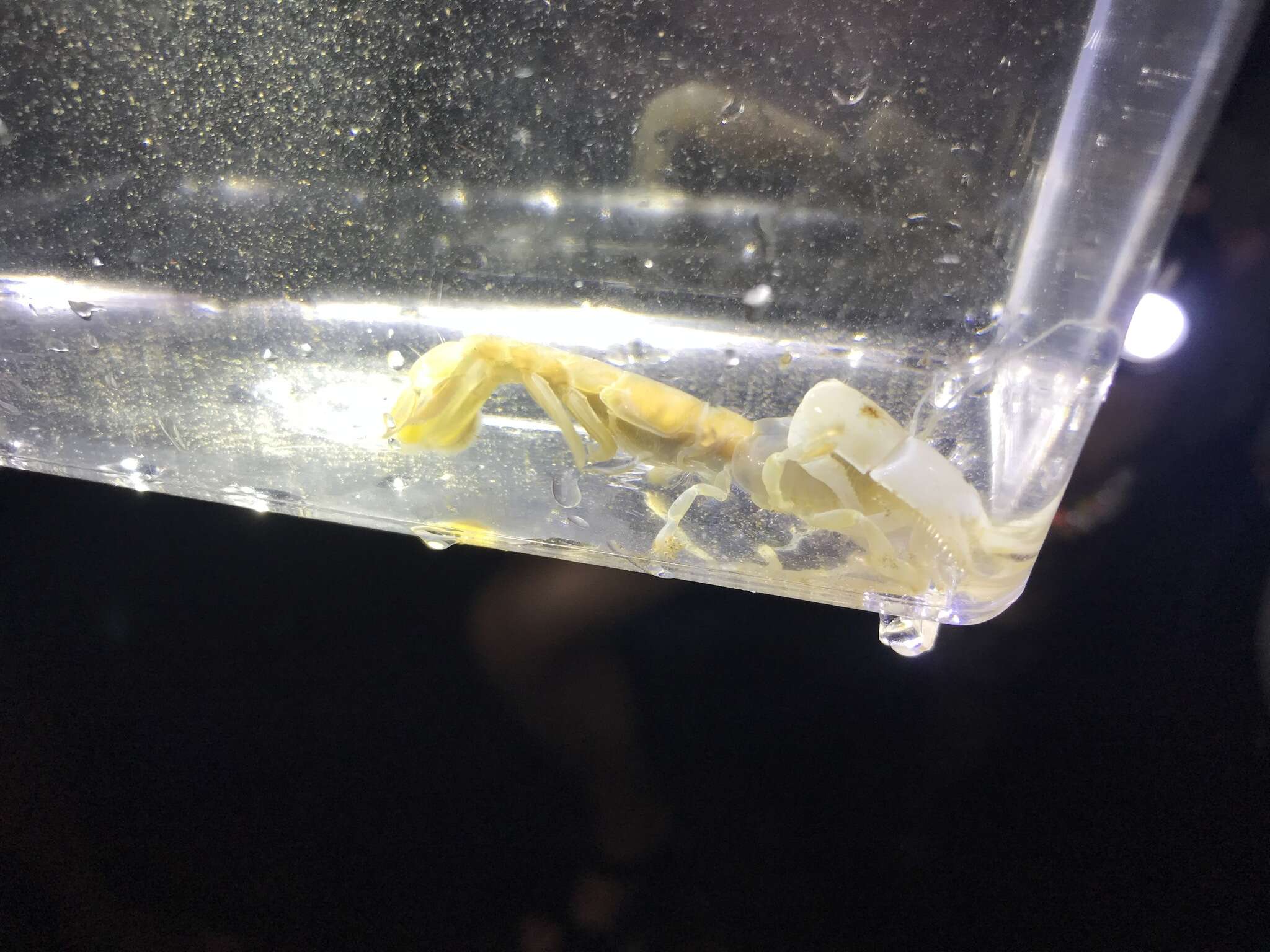 Image of tidepool ghost shrimp