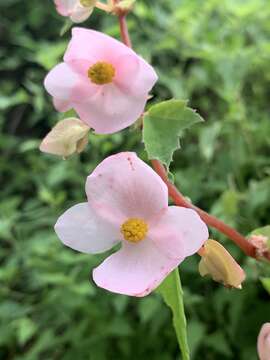 Image of Begonia angustiloba A. DC.