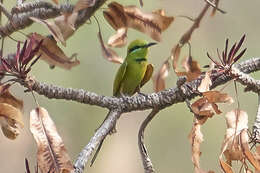 Image of African Green Bee-eater