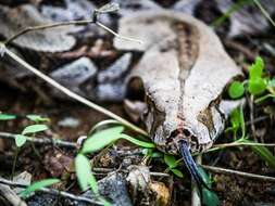 Image of Columbian Red Tail Boa