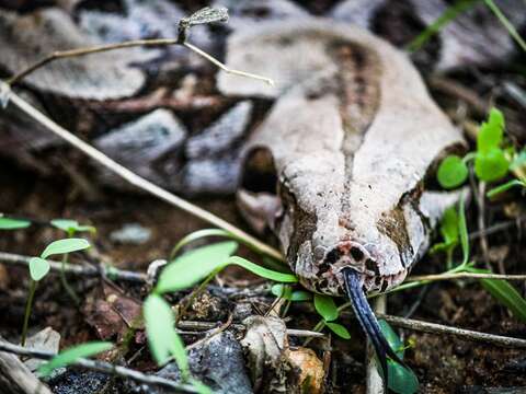 Boa constrictor constrictor Linnaeus 1758 resmi