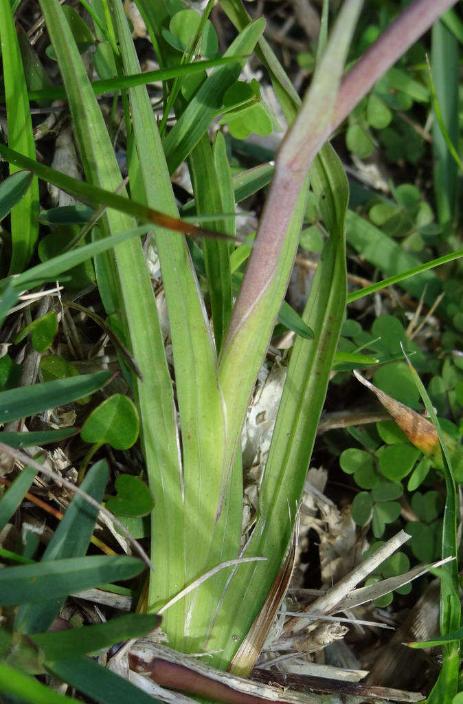 Plancia ëd Gladiolus cunonius (L.) Gaertn.