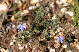 Image of Lotononis argentea Eckl. & Zeyh.