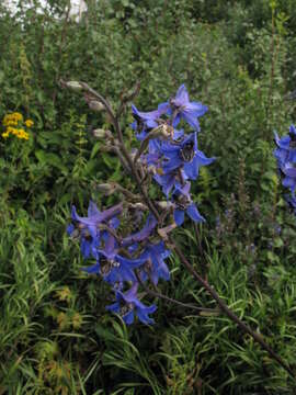 Image of Delphinium cuneatum Stev. ex DC.