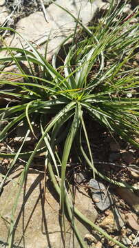 Imagem de Cyperus fulgens C. B. Clarke