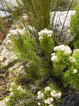 Image of Dolichothrix ericoides (Lam.) Hilliard & Burtt